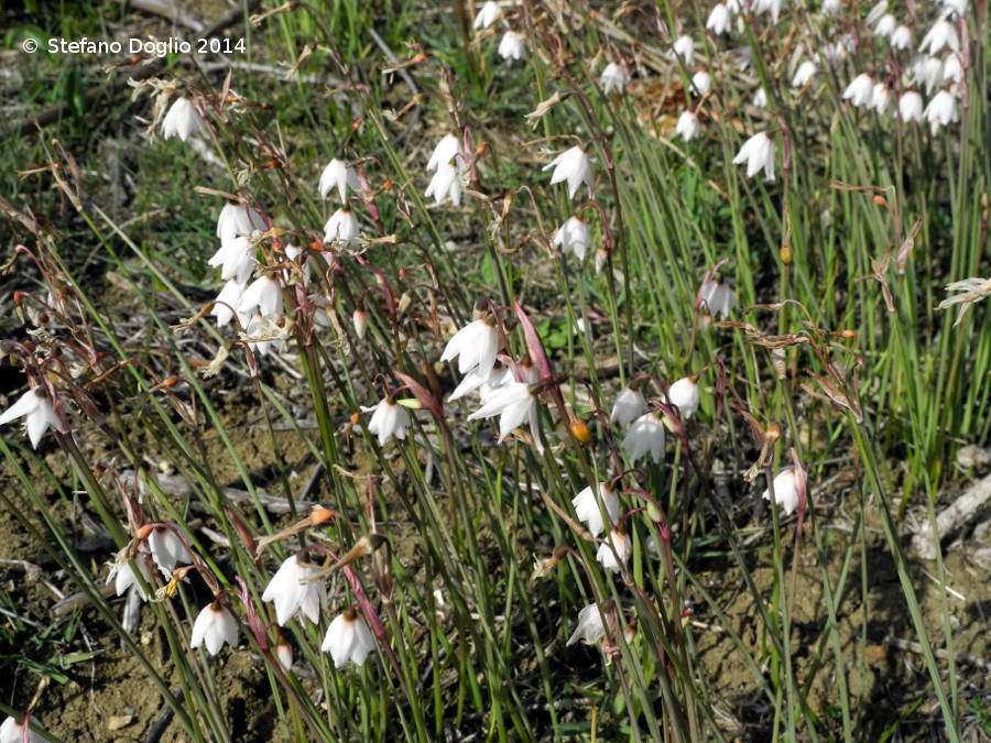 l''autunno maghrebino [2] - Leucojum autumnale (=Acis autumnalis)